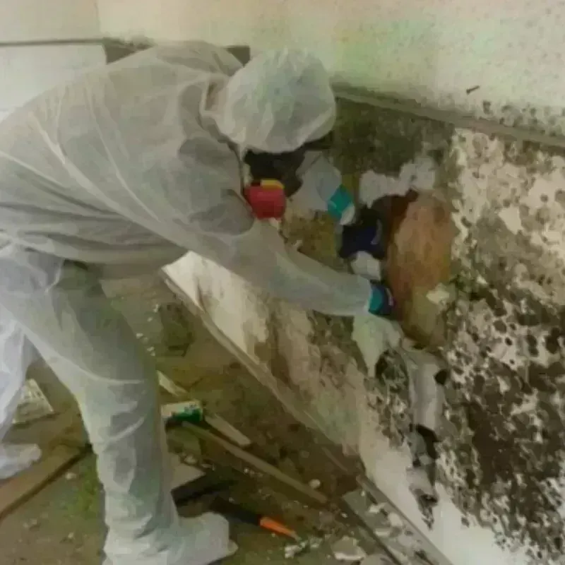 Mold Remediation and Removal in Herald, CA